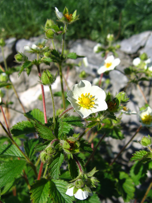 Лапчатка скальная (Potentilla rupestris, =Drymocallis rupestris)