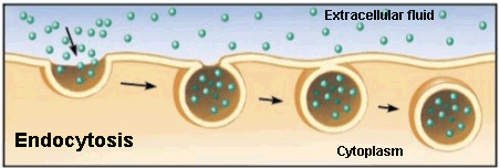 Endocytosis process