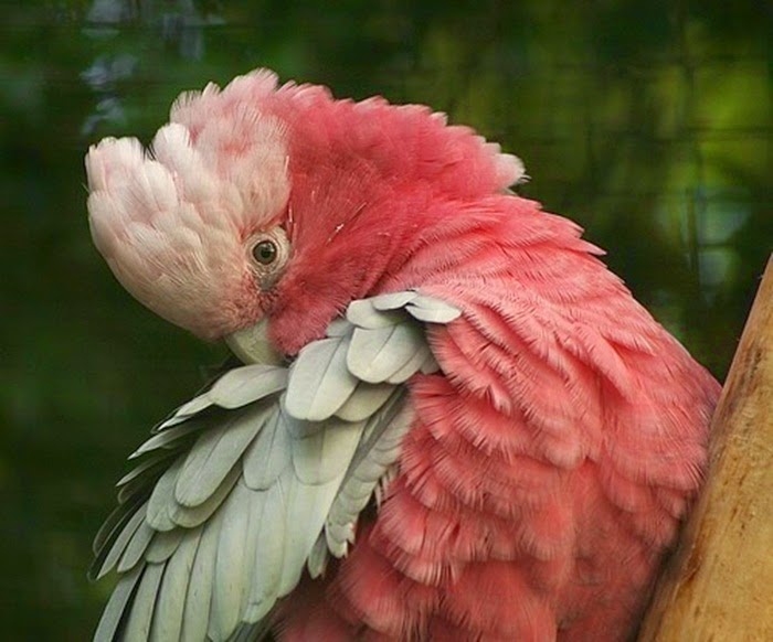 Marvelous Colorful Parrots Collection Marvelous Colorful Parrots Collection