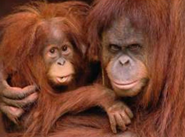 Orangutan Kalimantan Hewan  Primata  Dilindungi  Animals Box