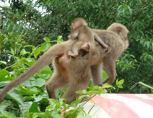 烏山彌猴保護區｜台南南化動物樂園景點｜烏山臺灣獼猴區