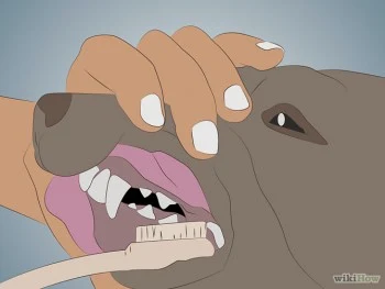 Hình 3: Đếm và đánh răng trên chó