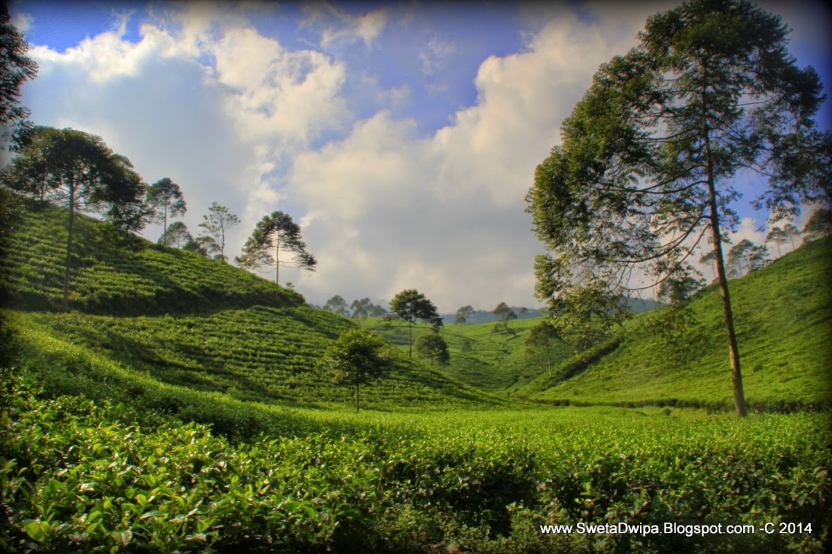 Sekar Rinonce: Menikmati Sejuknya Kebun Teh Kemuning di 