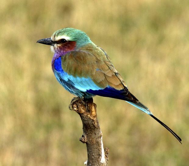 b-Lilac- -Breasted- Roller-bird b-Lilac- -Breasted- Roller-bird