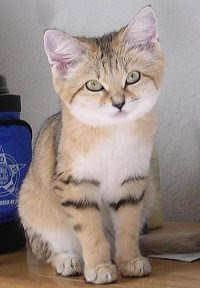 Sand Cat Image