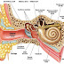 Auditory Hallucinations Definition Causes and Symptoms