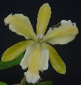 C. forbesii trilabelo