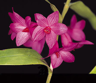 Cute, Red, Dendrobium Sulawesiense, Orchid Flower, Beautiful Plant