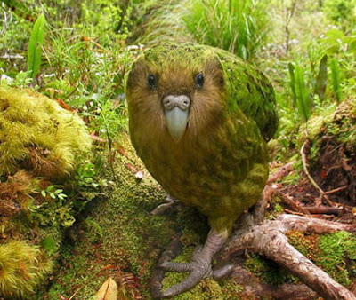 The Worlds Rarest Birds 2 001%255B3%255D Burung   Burung Terlangka Yang Ada Didunia