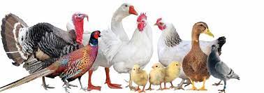 Seven Types of Poultry Birds in Nigeria
