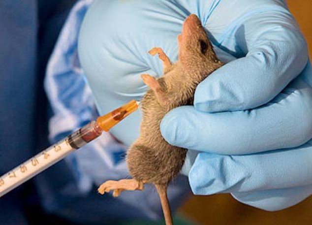 Panic over Lassa fever scare in Ondo