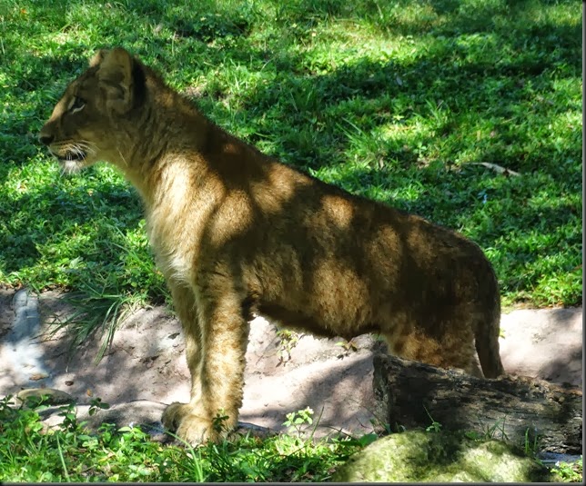 DSC00876a