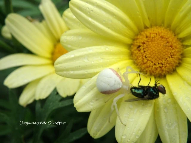 Spider and Fly on Marguerite Daisy