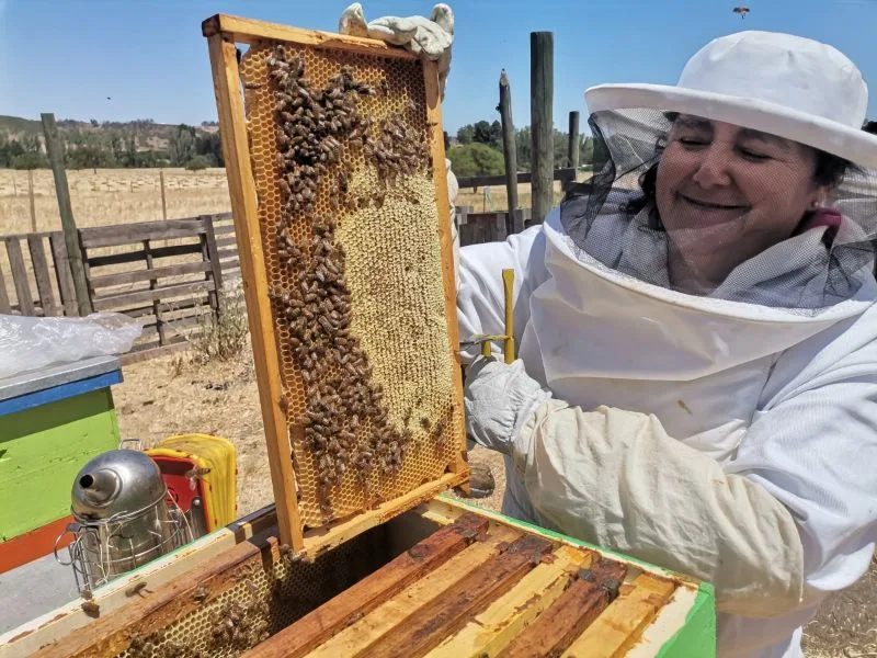 Día Mundial de las Abejas