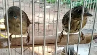 Www.ciri Ciri Burung U Flamdboyan Jantan / Ciri Khas Burung Pelanduk Semak Dan Kebiasaan Hidupnya - Untuk informasi lain seputar burung kicauan bisa dibaca pada artikel okb yang lain.