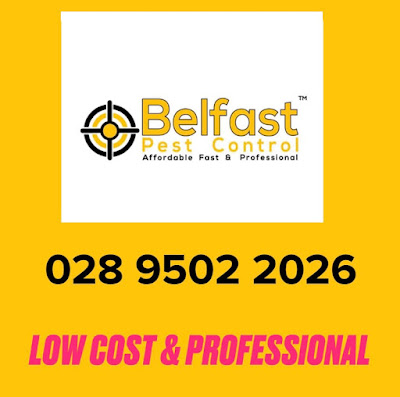 Pest Control In Belfast UK