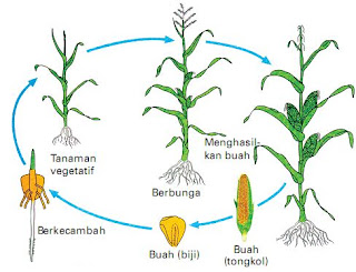  Setiap makhluk hidup mengalami pertumbuhan dari waktu Arti Pertumbuhan Tanaman Dalam Biologi 