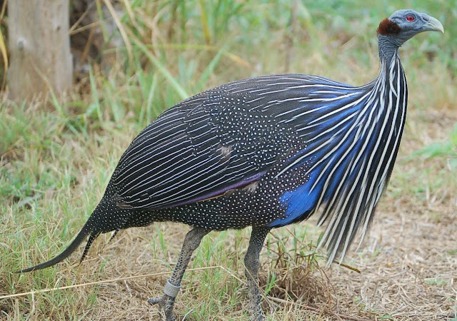 vulturine guineafowl