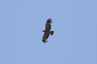 1st summer Steppe Eagle