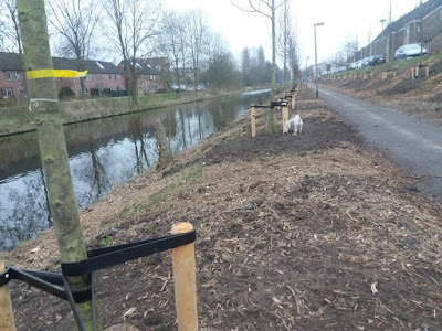 Nieuwe bomen langs de Zuidwending