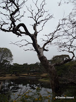 Old tree by pond - Tokyo Imperial Gardens, Japan