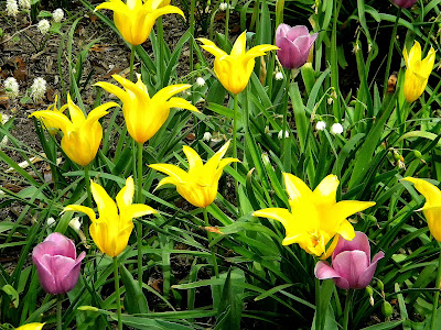 Spring Flowers Central Park Clip Art