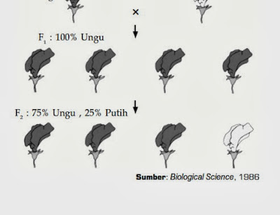 Materi Biologi : Pola-Pola Hereditas