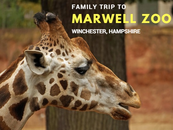 Marwell Zoo Winchester Hampshire