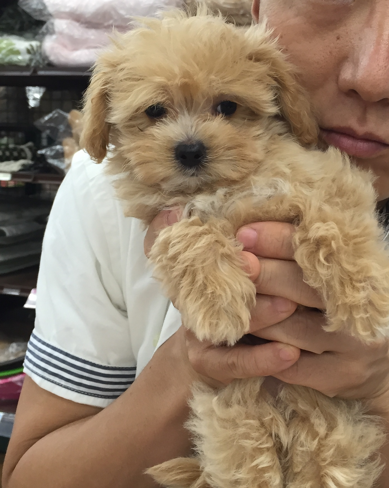 14zawa Blog 報告 新しい家族 チューバッカに似てるハーフ犬の Moco モコ です 育て方のアドバイス 色々と教えてください