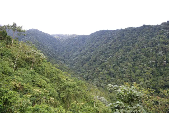 Risaralda respira gracias a la labor de la CARDER en la conservación de árboles