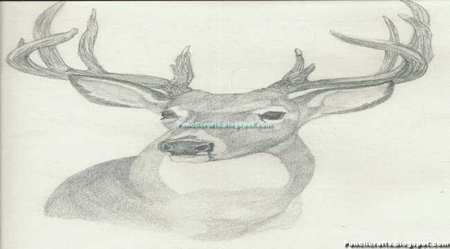 Deer Drawings Easy