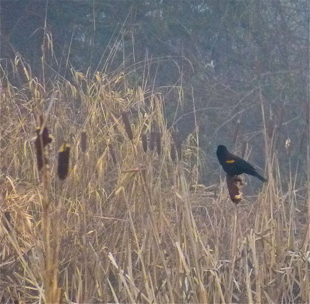 Red-winged blackbird