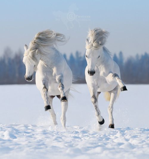 Beautiful Horses HD Wallpaper Free Download