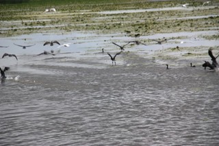IMG_2723 IMG_2723