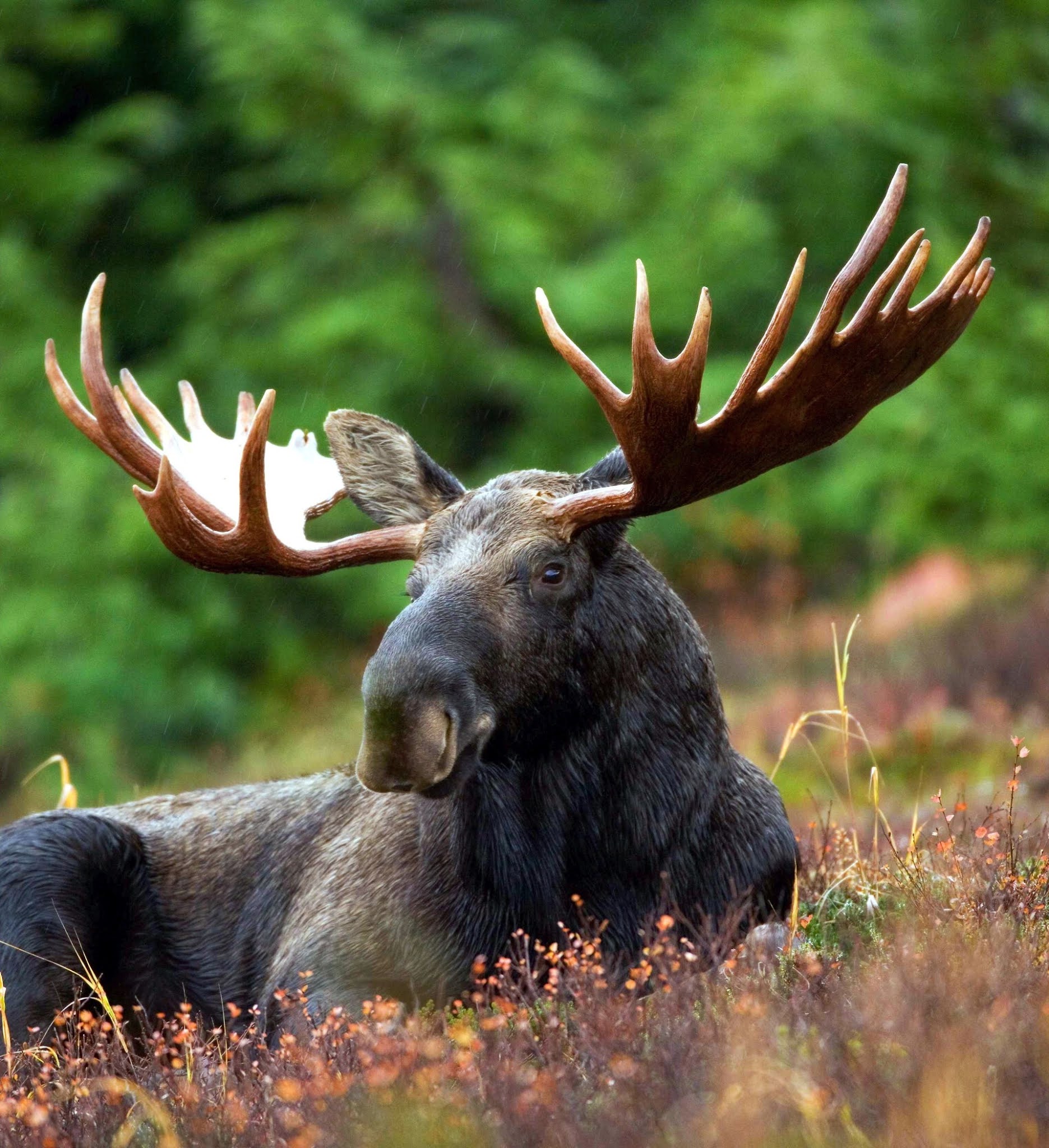 Animal-moose