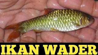 Pengertian Ikan Wader dan Cara MemancingnyaIkan Wader (Rasbora jacobsoni) mempunyai bentuk tubuh memanjang,memiliki garis hitam yang memanjang dikedua sisi tubuhnya, panjang ikan dewasa dapat mencpai 5-9 cm, ikan ini memiliki laju pertumbuhan yang cepat. Ikan ini merupakan ikan herbivora, penyebaran habitat perairan tawar dan dapat bertahan pada arus yang deras.  Ikan wader adalah jenis ikan air tawar yang paling gampang ditemukan di kolam–kolam dan waduk ataupun sungai yang airnya jernih. Ikan ini memiliki kekhasan yakni adanya dua bintik yang terdapat dibawah badannya. Ikan wader termasuk dalam suku Cyprinidae dan terdapat di perairan tawar di seluruh nusantara dan dalam bahasa Inggris diberi nama spotted barb. Ikan ini memiliki ukuran kecil sebesar jari kelingking dan yang paling besar bisa mencapai ukuran 2 jari manusia.  Ikan wader di alam liar memakan semua makanan yang ada di alam alias omnivora. Ia makan berbagai jenis makanan seperti telur ikan lain, lumut dan berbagai jenis serangga air. Ikan ini termasuk ikan yang rakus bahkan besifat karnivora karena ia juga makan telur ikan wader lainnya yang ada di perairan.  Memancing ikan wader merupakan hal yang cukup menyenangkan karena ikan ini gampang berkembangbiak di sungai atau selokan kecil sehingga hampir semua tempat dapat ditemukan jenis ikan wader. Cara memancingnya adalah dengan menggunakan mata pancing yang berukuran kecil sekali. Pakan yang berupa pelet yang sudah direndam di bentuk kecil sebesar butiran nasi dan dipasang pada mata pancing. Pemberian mata pancing dan umpannya yang kecil akan membuat ikan wader akan lebih mudah menyambar pakan tersebut.  Ikan wader termasuk jenis ikan yang menyambar saat memakan umpannya, karenanya dibutuhkan ketepatan dan kecepatan saat menarik joran pancing sebelum umpan terlepas dari mata pancingnya. Rangkaian mata pancingnya pun bisa disusun dengan menggunakan pelampung maupun tidak. Penggunaan pelampung memang ditujukan sebagai indikator saat umpan disambar ikan, semakin cepat anda menarik joran anda maka semakin kecil kemungkinan ikan lolos.  Ikan wader di Indonesia hanya digunakan sebagai ikan konsumsi alias dimakan, namun di negara eropa jenis ikan ini dipelihara sebagai ikan hias karena memiliki warna keperakan yang indah, dan beberapa jenis lain dari wader juga memiliki warna kehijauan sehingga lebih indah saat dipelihara di aquarium. Jenis lain dari ikan wader dapat berwarna merah dan kuning keperakan, namun semua memiliki ciri yang sama yaitu adanya bintik hitam di bagian bawah tubuhnya.