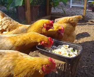 Cara Membuat Pakan Fermentasi Ternak Ayam