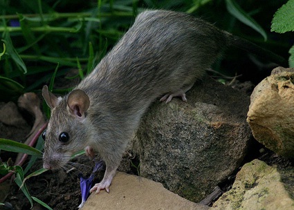 Tikus Sawah