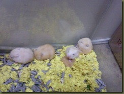 Photo0894a