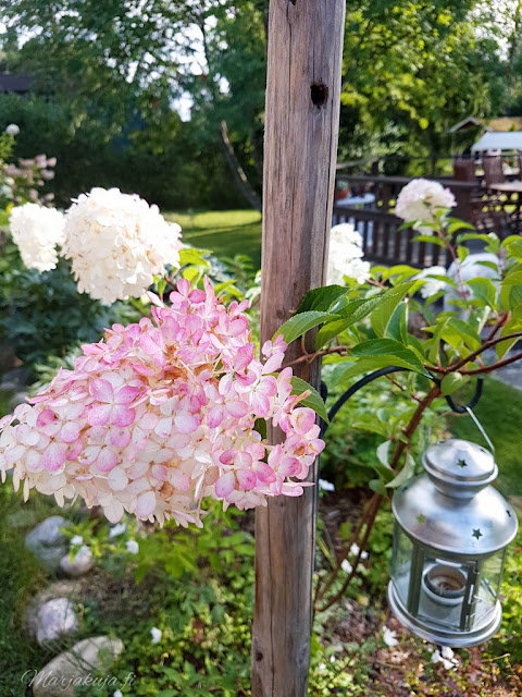 perennapenkki talo koti puutalo piha kukkamaa hortensia