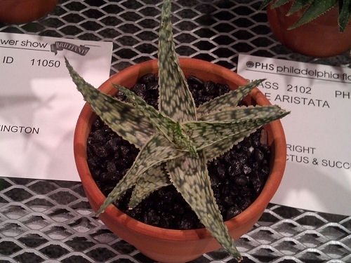 Philadelphia Flower Show aloe