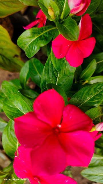 red flower blur wallpaper hd nature background