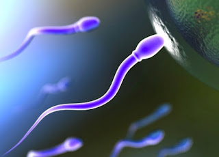 Controllo della Fertilità maschile: Spermiogramma e Spermiocoltura: cosa sono, modalità esecuzione, risultati