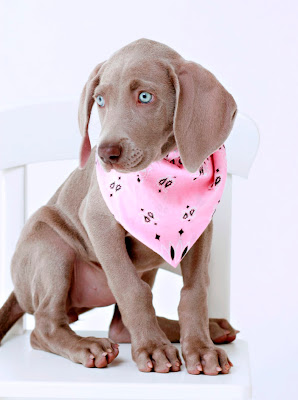 pet portrait with bandana, studio