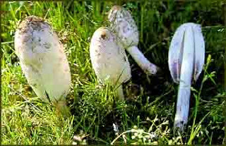 Coprinus comatus - Barbuda