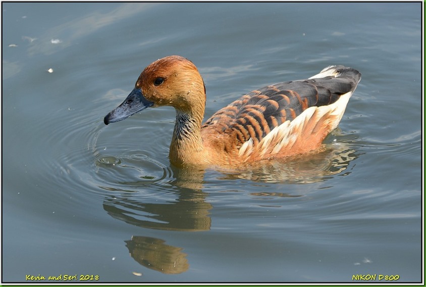Slimbridge WWT - May