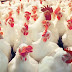  Falta de alimento y la influenza aviar provocan caída en producción de pollos en La Libertad