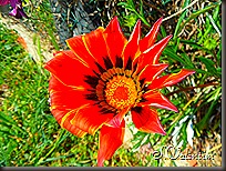 SAM_0207