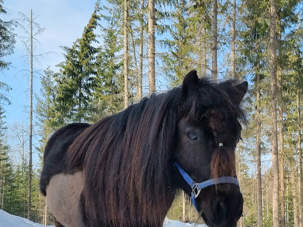 Ponihuolia ja ajo-onnettomuus