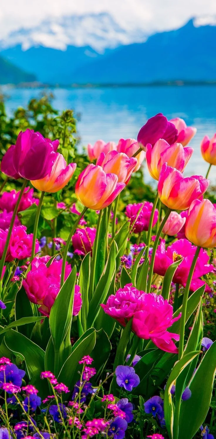 Tulip HD Photo Background